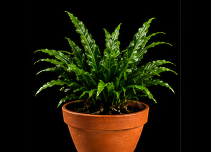 Windelov Java Fern (Microsorum pteropus 'Windeløv') on Clay Pot - Nano Tanks Australia