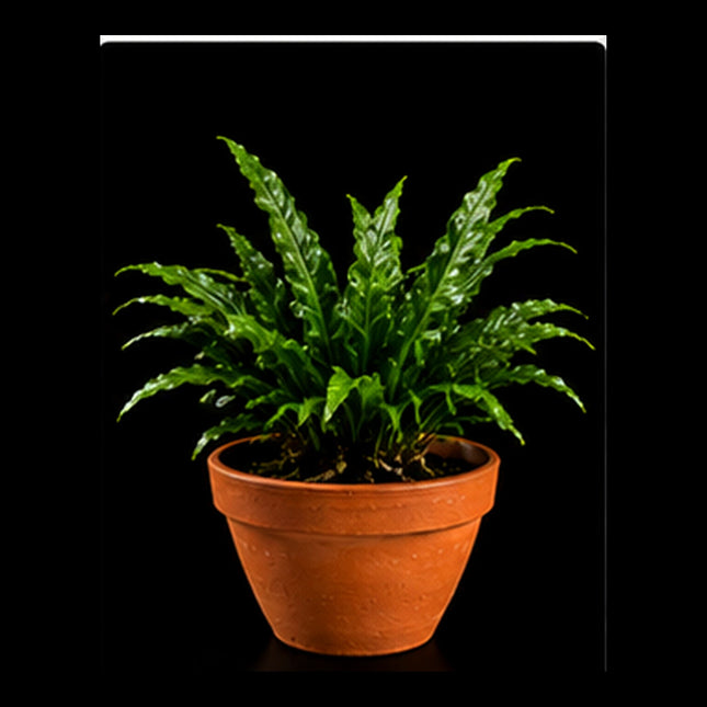 Windelov Java Fern (Microsorum pteropus 'Windeløv') on Clay Pot - Nano Tanks Australia