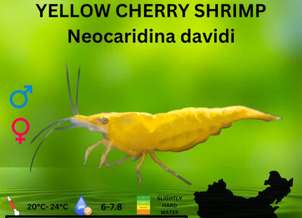 Yellow Cherry Shrimp - Nano Tanks Australia Aquarium Shop