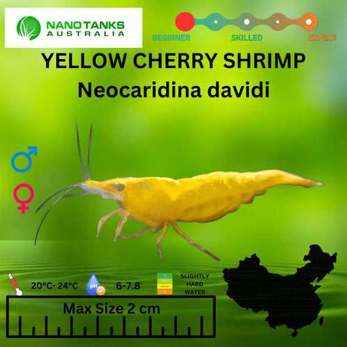 Yellow Cherry Shrimp Approx 1cm