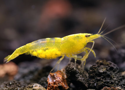 Yellow Cherry Shrimp - Nano Tanks Australia