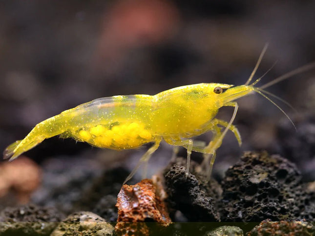 Yellow Cherry Shrimp - Nano Tanks Australia