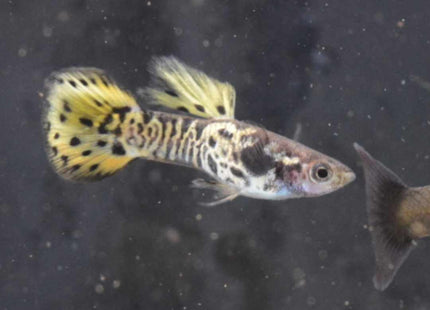 Yellow Galaxy Guppy 3 - 4cm - Nano Tanks Australia Aquarium Shop