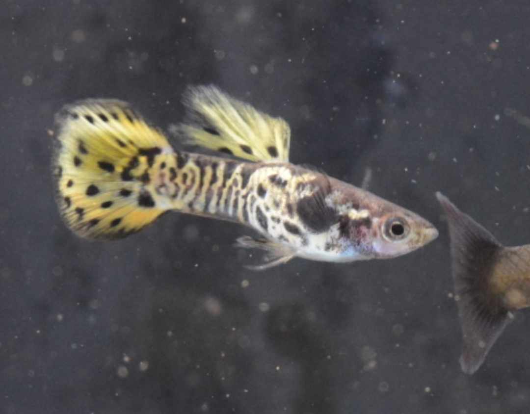 Yellow Galaxy Guppy 3 - 4cm - Nano Tanks Australia Aquarium Shop