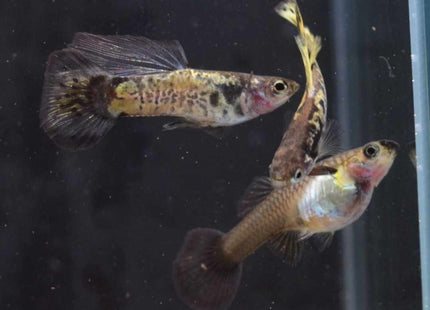 Yellow Galaxy Guppy 3 - 4cm - Nano Tanks Australia Aquarium Shop