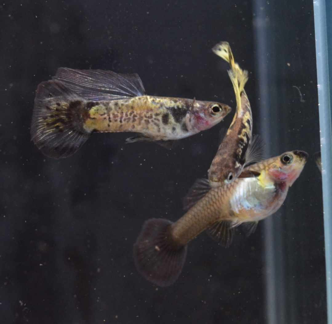 Yellow Galaxy Guppy 3 - 4cm - Nano Tanks Australia Aquarium Shop