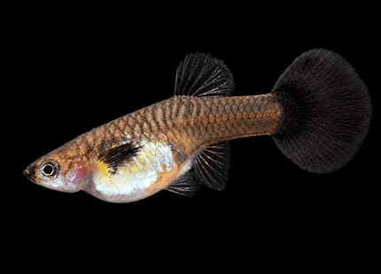Yellow Galaxy Guppy 3-4cm - Nano Tanks Australia