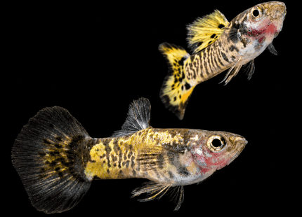 Yellow Galaxy Guppy 3-4cm - Nano Tanks Australia