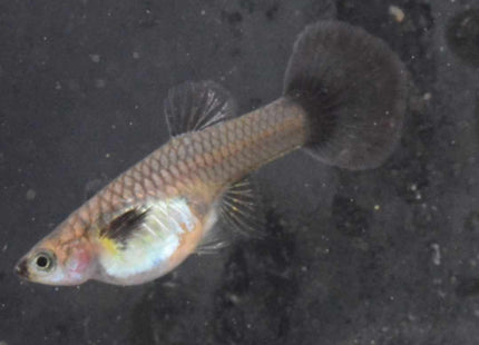 Yellow Galaxy Guppy 3 - 4cm - Nano Tanks Australia Aquarium Shop