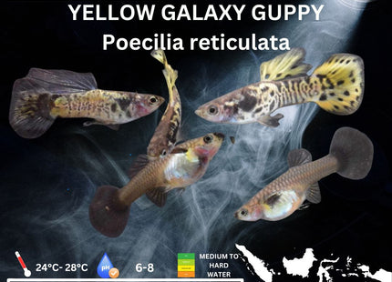 Yellow Galaxy Guppy 3 - 4cm - Nano Tanks Australia Aquarium Shop