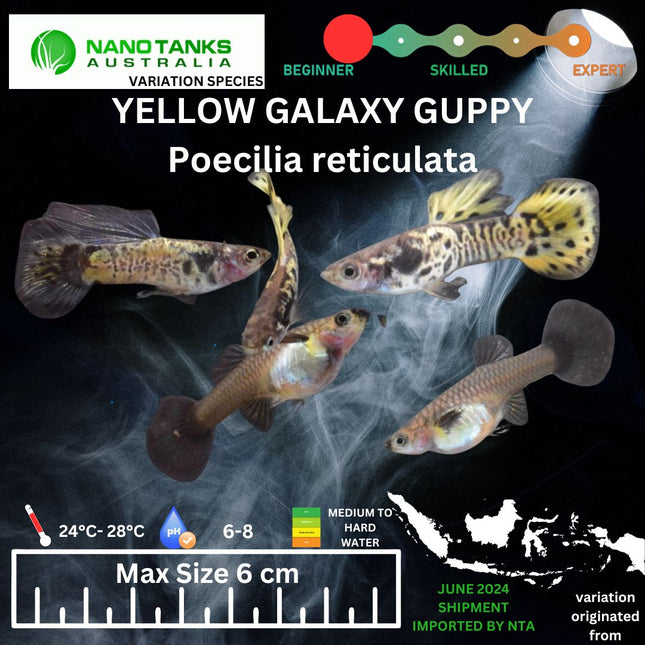 Yellow Galaxy Guppy 3 - 4cm - Nano Tanks Australia Aquarium Shop