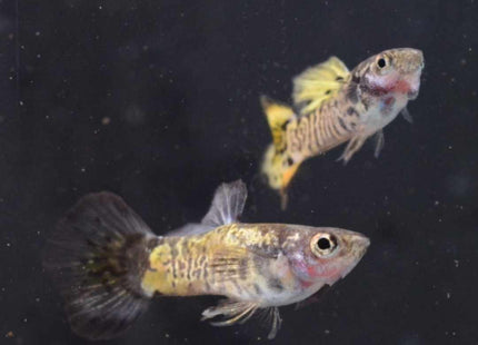 Yellow Galaxy Guppy 3 - 4cm - Nano Tanks Australia Aquarium Shop