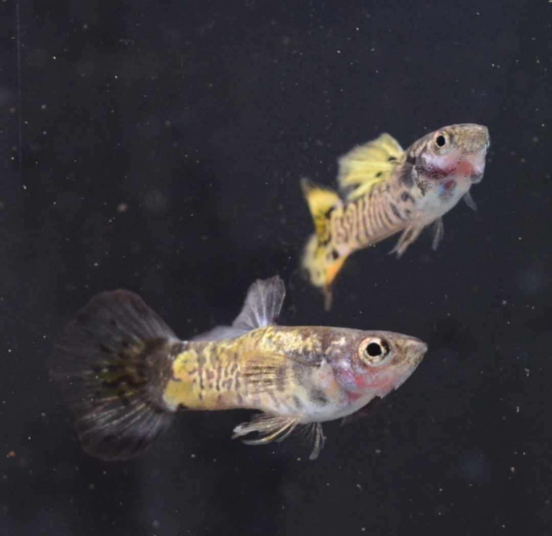 Yellow Galaxy Guppy 3 - 4cm - Nano Tanks Australia Aquarium Shop