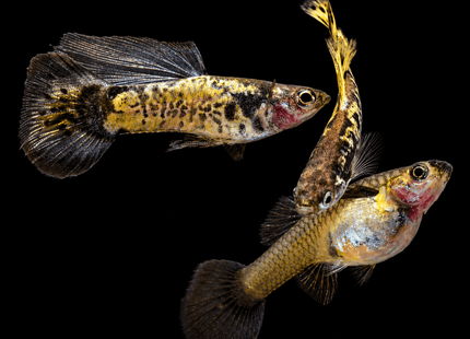 Yellow Galaxy Guppy 3-4cm - Nano Tanks Australia
