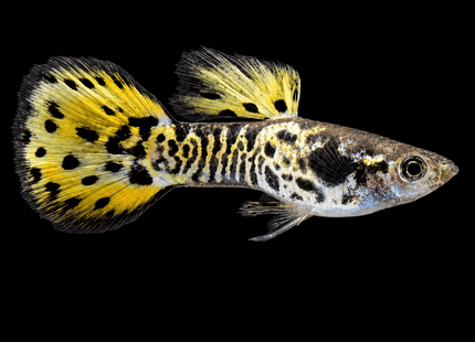 Yellow Galaxy Guppy 3-4cm - Nano Tanks Australia