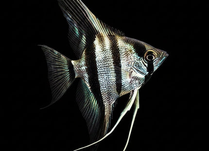 Zebra Angel Fish 4-5cm - Nano Tanks Australia