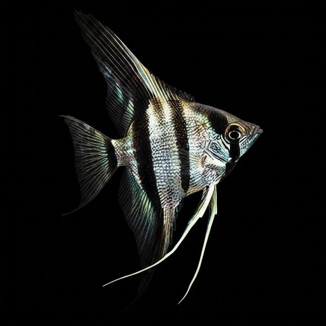 Zebra Angel Fish 4-5cm - Nano Tanks Australia