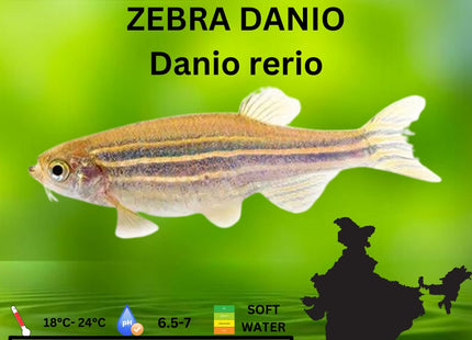 Zebra Danios 3.5cm - Nano Tanks Australia Aquarium Shop