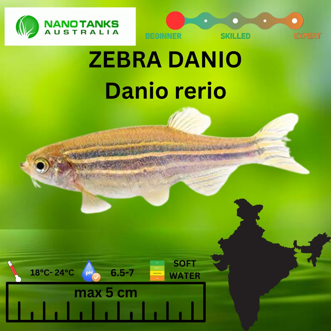 Zebra Danios 3.5cm - Nano Tanks Australia Aquarium Shop