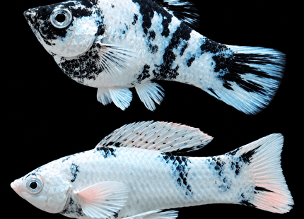 Zebra Molly - Nano Tanks Australia