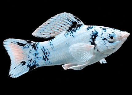 Zebra Molly - Nano Tanks Australia