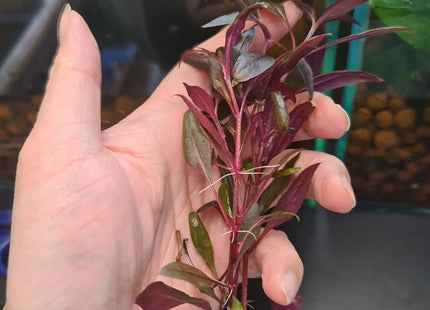 [ARRIVED 1-MAY-2025] Alternanthera Reineckii 'mini' 5 stems 10cm long