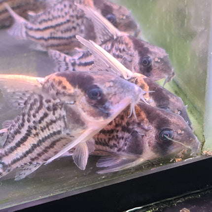 Corydoras Super Schwartzi CW28