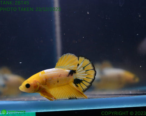 2BT45 - Yellow FCCP Halfmoon Plakat Male Betta - Nano Tanks Australia Aquarium Shop