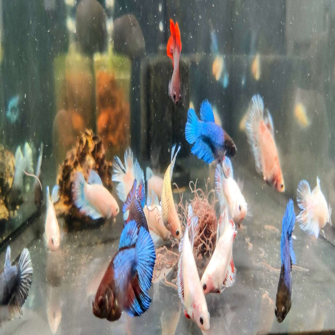 Assorted Betta Halfmoon Female – Nano Tanks Australia Aquarium Shop