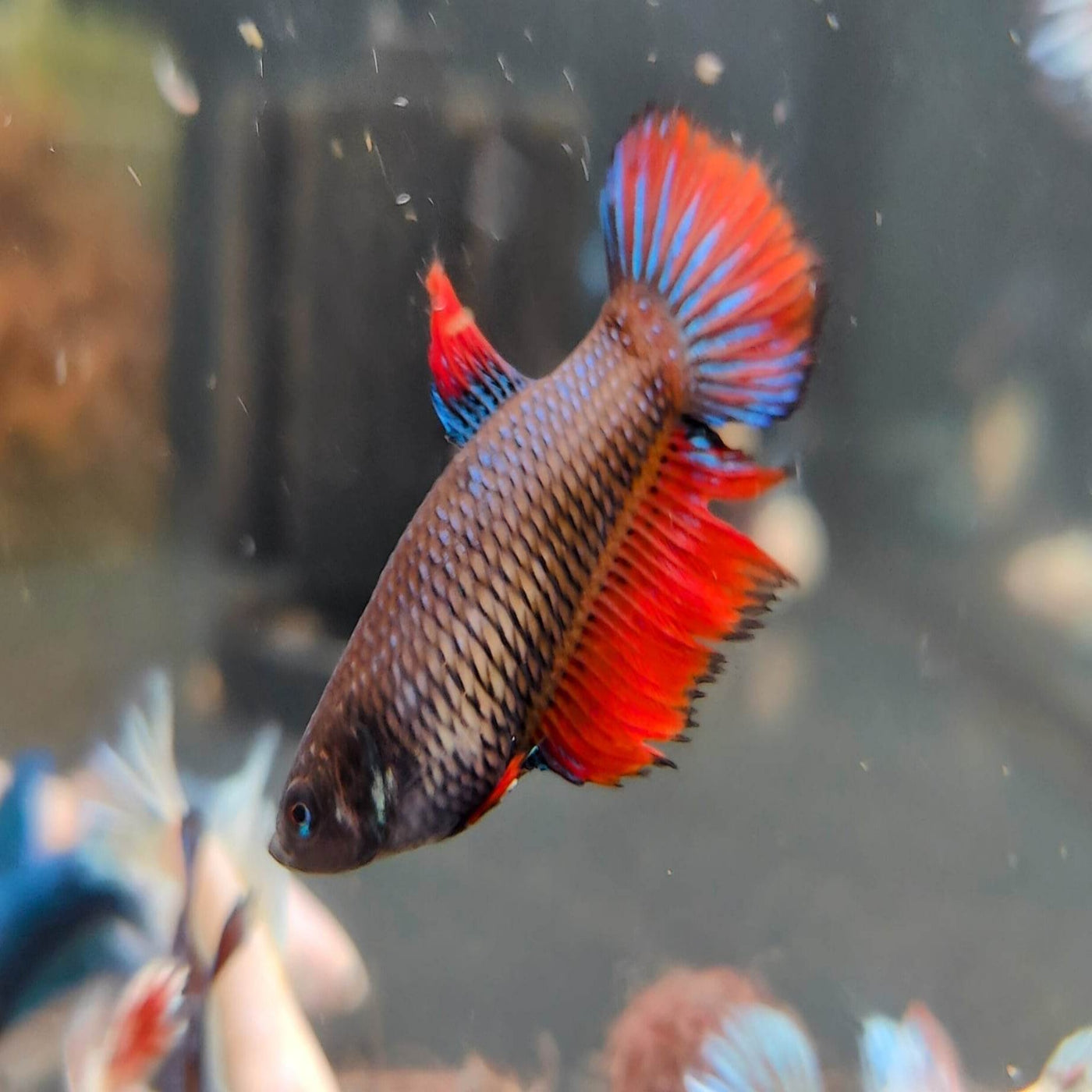 Assorted Betta Halfmoon Female – Nano Tanks Australia Aquarium Shop