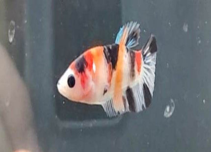 Nemo Female Betta