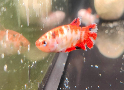 Nemo Female Betta