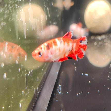 Nemo Female Betta