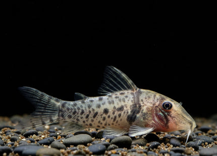 4cm Corydoras Bonita Wild CW111 - Nano Tanks Australia Aquarium Shop