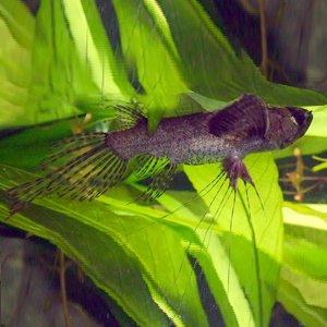 5cm Butterfly Fish - Nano Tanks Australia Aquarium Shop