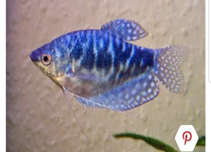 6cm Opaline Blue gourami Trichogaster trichopterus - Nano Tanks Australia Aquarium Shop