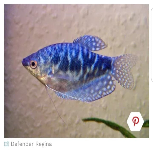 6cm Opaline Blue gourami Trichogaster trichopterus - Nano Tanks Australia Aquarium Shop