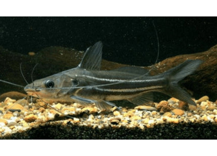 6cm Striped Mystus Catfish (Mystus vittatus) - Nano Tanks Australia Aquarium Shop