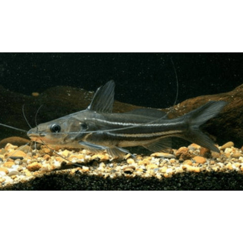 6cm Striped Mystus Catfish (Mystus vittatus) - Nano Tanks Australia Aquarium Shop