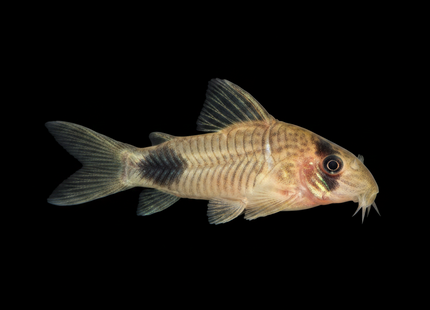 Corydoras Panda 4-5cm