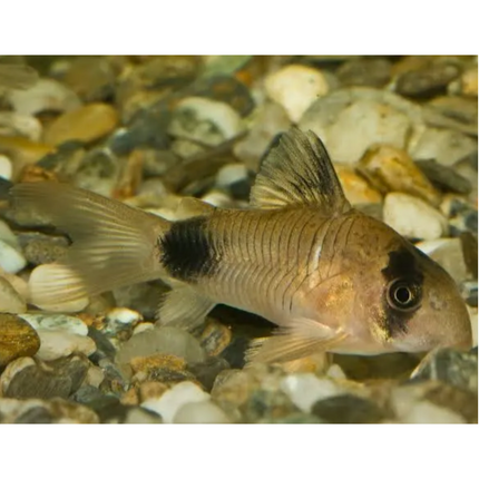 Corydoras Panda 4-5cm
