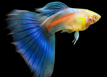 Albino Blue Sky Guppy Males Females Pairs Available - Nano Tanks Australia Aquarium Shop