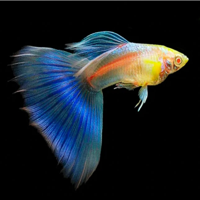 Albino Blue Sky Guppy Males Females Pairs Available - Nano Tanks Australia Aquarium Shop