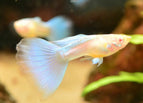 Male