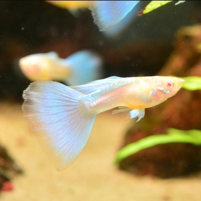 Albino Blue Topaz Guppy - Nano Tanks Australia Aquarium Shop