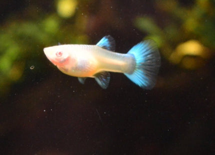 Albino Blue Topaz Guppy - Nano Tanks Australia Aquarium Shop