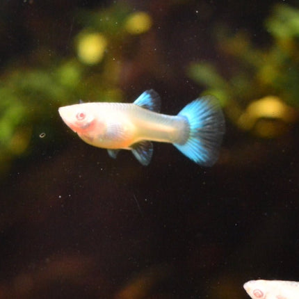 Albino Blue Topaz Guppy - Nano Tanks Australia Aquarium Shop