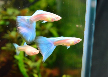 Albino Blue Topaz Guppy - Nano Tanks Australia Aquarium Shop
