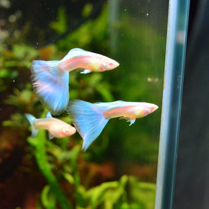 Albino Blue Topaz Guppy - Nano Tanks Australia Aquarium Shop