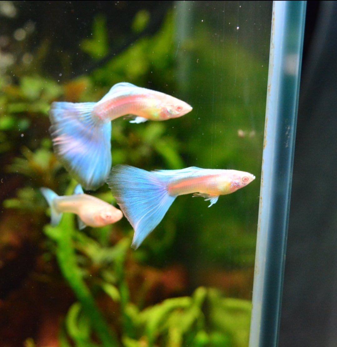 Albino Blue Topaz Guppy – Nano Tanks Australia Aquarium Shop